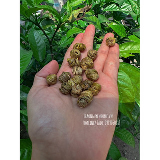 Trà thân cây hoa lan (thạch hộc tía hàng tinh tuyển)