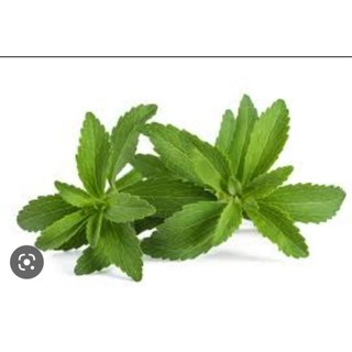 hạt giống cây cỏ ngọt 5 hạt