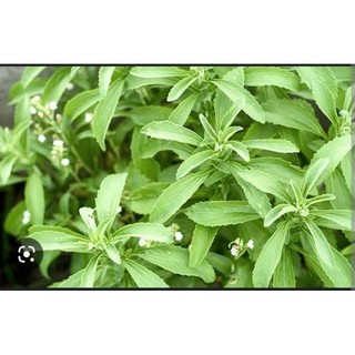 hạt giống cây cỏ ngọt 5 hạt