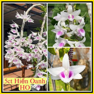 Hoa phong lan giả hạc, phi điệp đột biến 5 cánh trắng HO, cây mập rễ khỏe đang đi ngọn