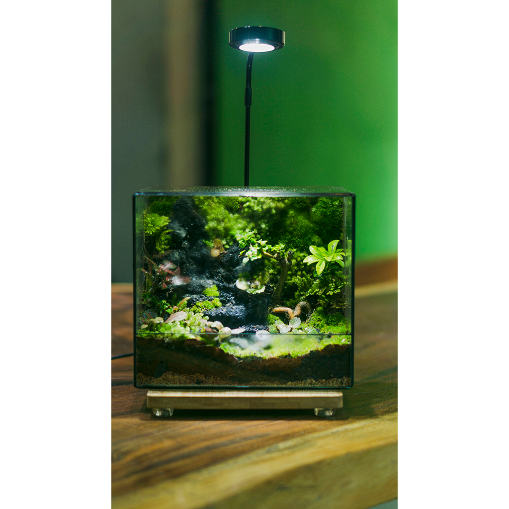 Đèn led đế gỗ để bàn , dùng để chiếu sáng cho terarium, bình thủy sinh