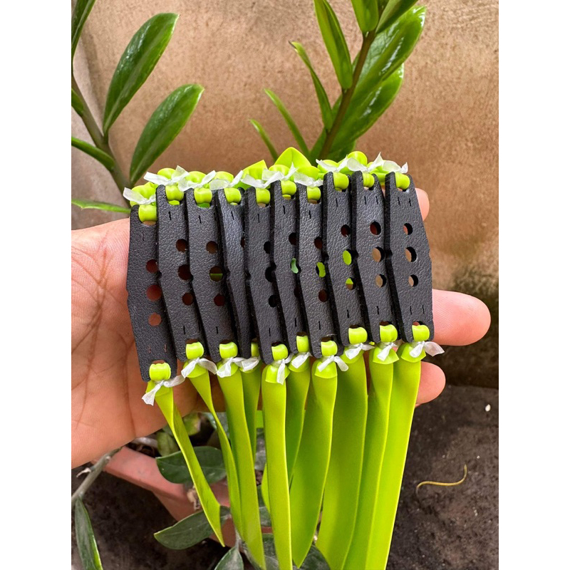 Thun super hunter 0,65 xanh chuối cột sẵn khổ 13-19-150