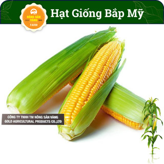 Hạt giống Bắp Mỹ - Ngô, Vị Ngọt Đặc Trưng (Dùng Làm Bắp Rang Bơ) Dễ Trồng, Được Ưa Chuộng (Gói 10 Gram)- Nông Sản Vàng