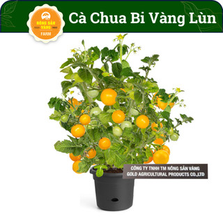 Hạt giống Cà Chua Bi Vàng Lùn, Đẹp Mắt, Dễ Trồng, Cà Chua Được Nhiều Người Ưa Thích (Gói 0,1g) - Nông Sản Vàng