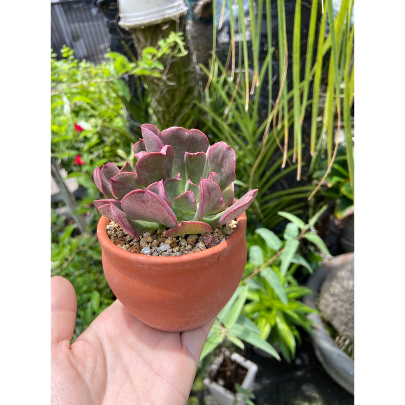 Chậu Mini trồng sen đá