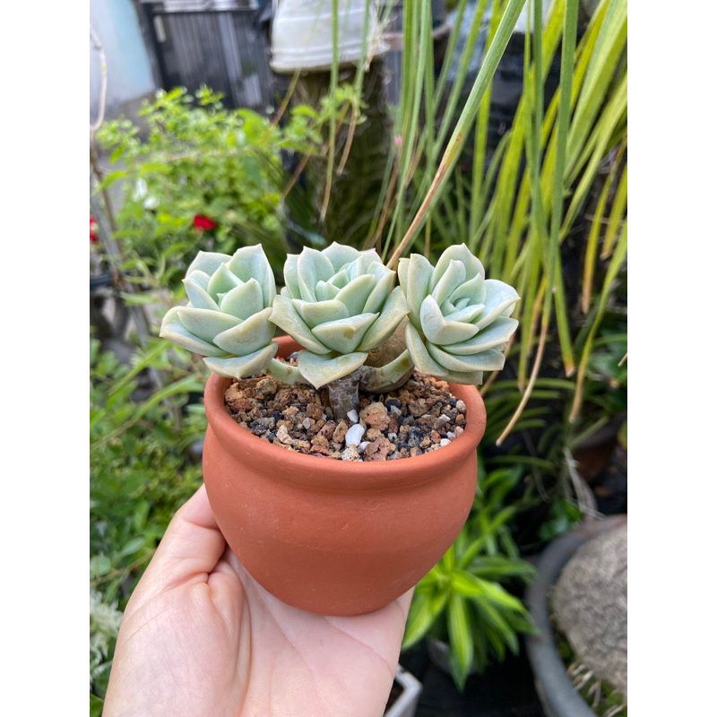 Chậu Mini trồng sen đá