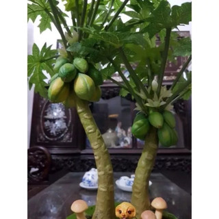 Cây giả cây đu đủ mini đôi giả để bàn trang trí decor nhà cửa