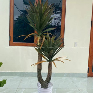Cây giả - Cây phát tài núi, cây huyết rồng giả 2 nhánh trang trí cực đẹp