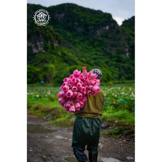 Hồng liên - Nước trái cây lên men