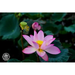 Hồng liên - Nước trái cây lên men
