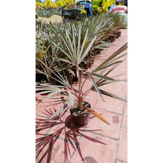CÂY GIỐNG KÈ BẠC 50-60CM