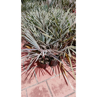 CÂY GIỐNG KÈ BẠC 50-60CM