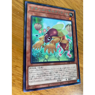Naturia molcricket dabl-jp020 rare