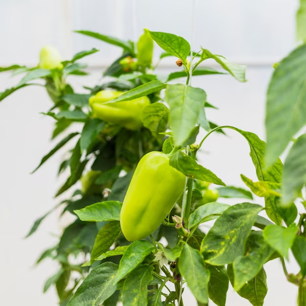 Phân bón ABC Phoska  Lân Kích Kháng 1000ml