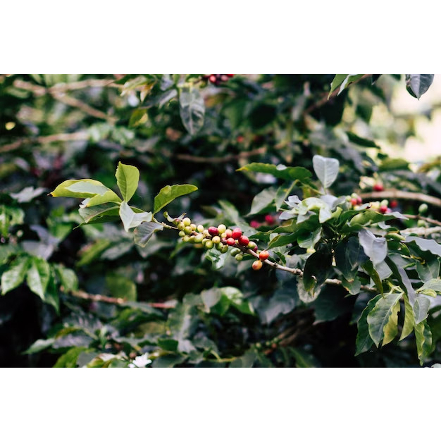 Phân bón ABC Phoska  Lân Kích Kháng 1000ml