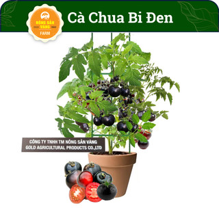 Hạt giống Cà Chua Bi Đen Giá Trị Dinh Dưỡng Cao, Dễ Trồng, Được Nhiều Người Ưa Chuộng (Gói 10 Hạt ) - Nông Sản Vàng