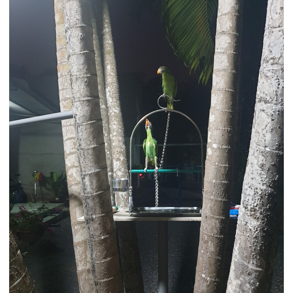 Cầu đứng inox cho chim vẹt , bồ câu