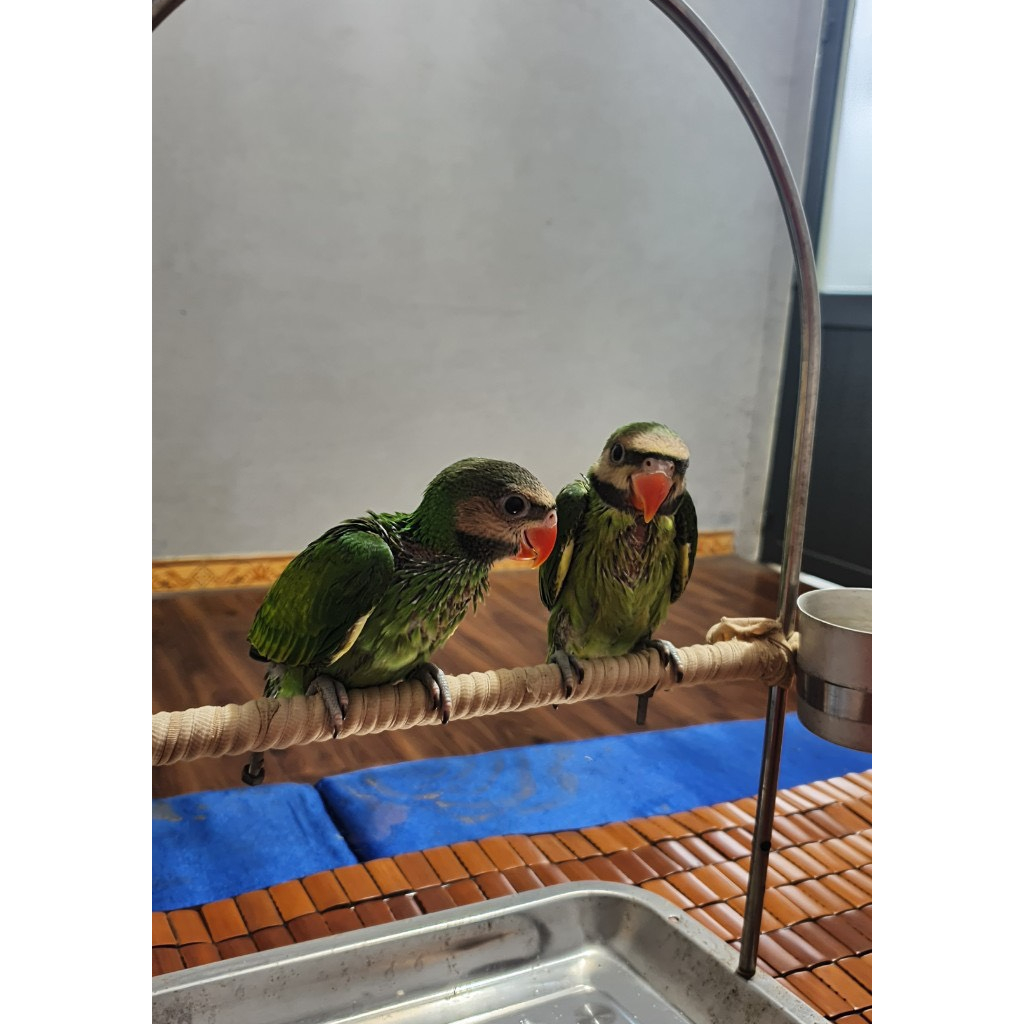 Cầu đứng inox cho chim vẹt , bồ câu