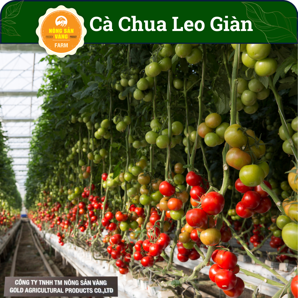 Hạt giống Cà Chua Leo Giàn, Năng Suất Cao (Gói 20 Hạt ) - Nông Sản Vàng