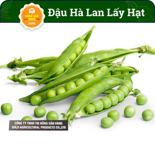 Hạt giống Đậu Hà Lan Lấy Hạt (Ăn Hạt ) Xanh Chứa Nhiều Vitamin Và Dinh Dưỡng (Gói 20Gram)- Nông Sản Vàng