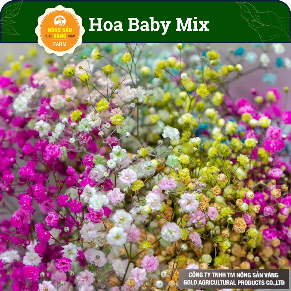 Hạt Giống Hoa Baby Mix (Gói 100 Hạt) Dễ Chăm Sóc, Siêu Đẹp Cho Khu Vườn Của Bạn - Nông Sản Vàng