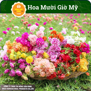 Hạt giống Hoa Mười Giờ Mỹ Kép, Cây Ưa Sáng, Dễ Trồng, Dễ Chăm Sóc, Nhiều Màu Ngẫu Nhiên (Gói 500 hạt) - Nông Sản Vàng