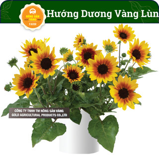 Hạt giống Hoa Hướng Dương Vàng Lùn Sinh Trưởng Và Phát Triển Khỏe, Rút Ngắn Thời Gian Trồng, (Gói 30 Hạt )-Nông Sản Vàng