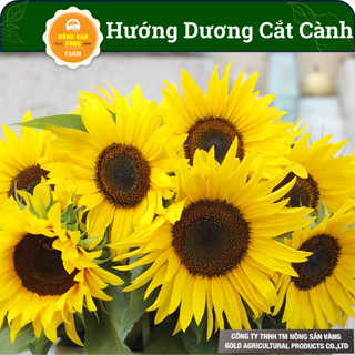 Hạt giống Hoa Hướng Dương Cắt Cành, Tỷ Lệ Nảy Mầm Cao, Rút Ngắn Thời Gian Trồng (Gói 20 Hạt) - Nông Sản Vàng