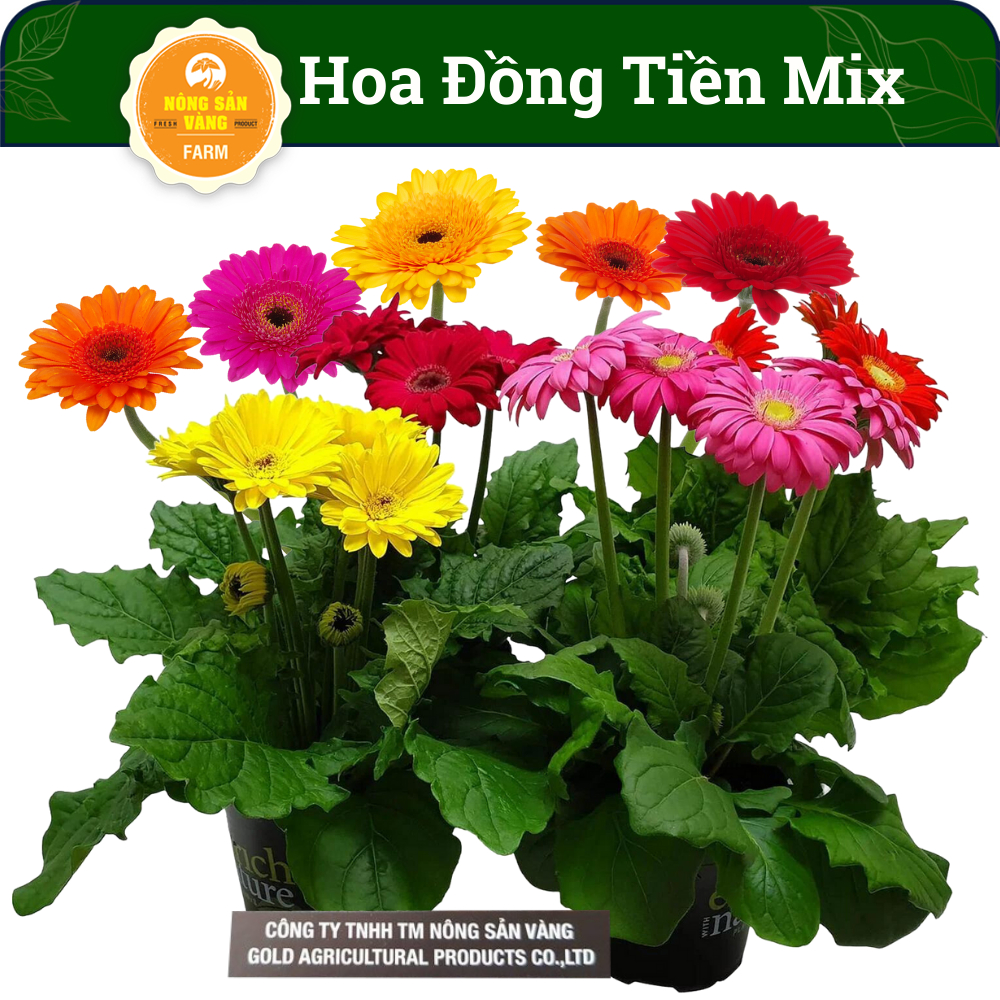 Hạt giống Hoa Đồng Tiền Nhiều Màu, Nảy Mầm Cao, Dễ Trồng, Dễ Chăm Sóc, Ưa Nắng  - Nông Sản Vàng