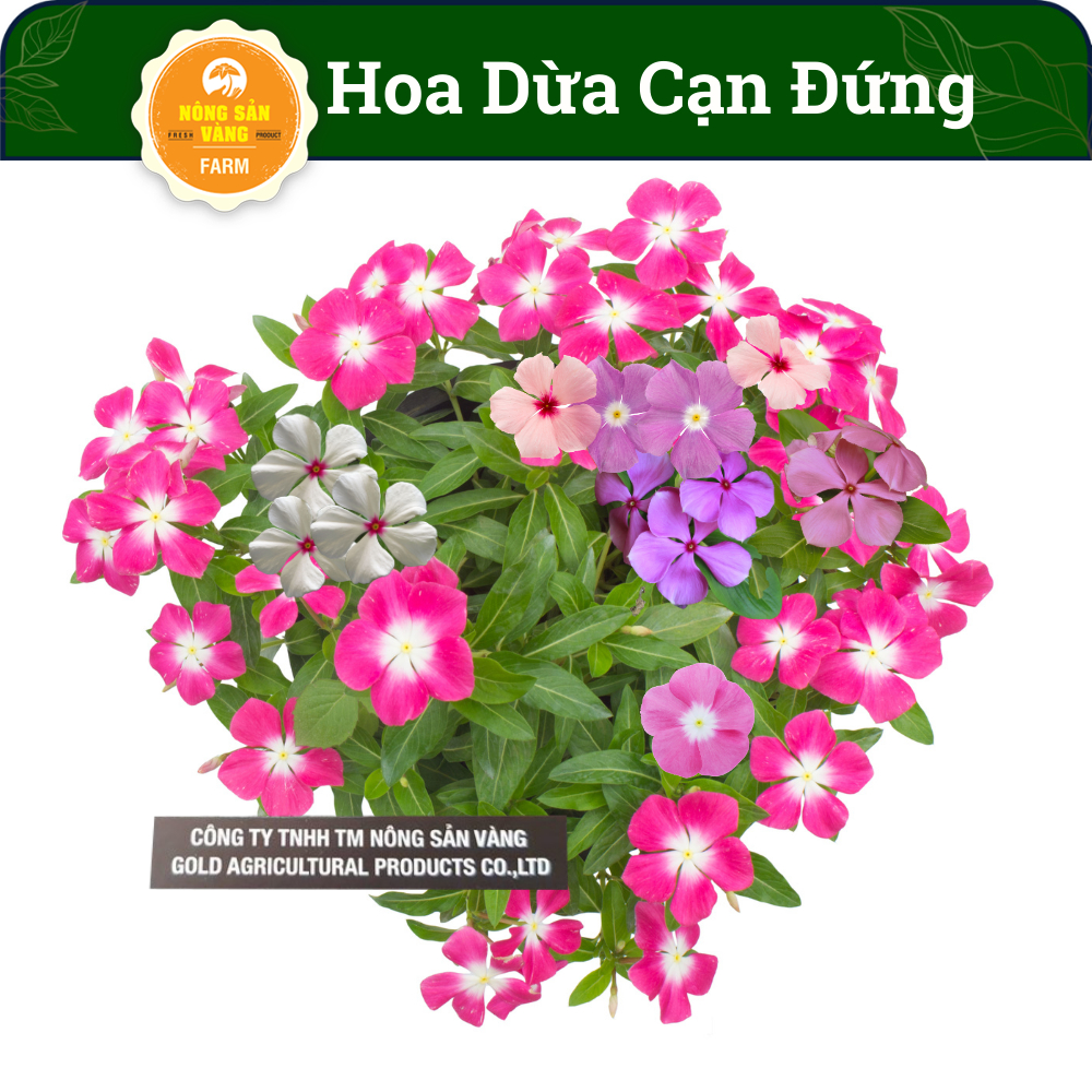 Hạt giống Hoa Dừa Cạn Đứng Lùn Nhiều Màu, Hoa Đẹp Cả Thân Lá, Hoa Nhiều Màu, Lá Xanh (Gói 50 Hạt) - Nông Sản Vàng