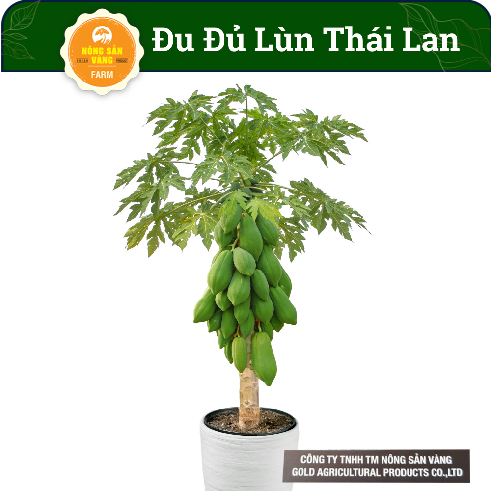 Hạt Giống Đu Đủ Siêu Lùn Thái Lan 60-80cm Tỷ Lệ Nảy Mầm, Sinh Trưởng Khỏe, Năng Suất Cao (Gói 10 Hạt)-Nông Sản Vàng