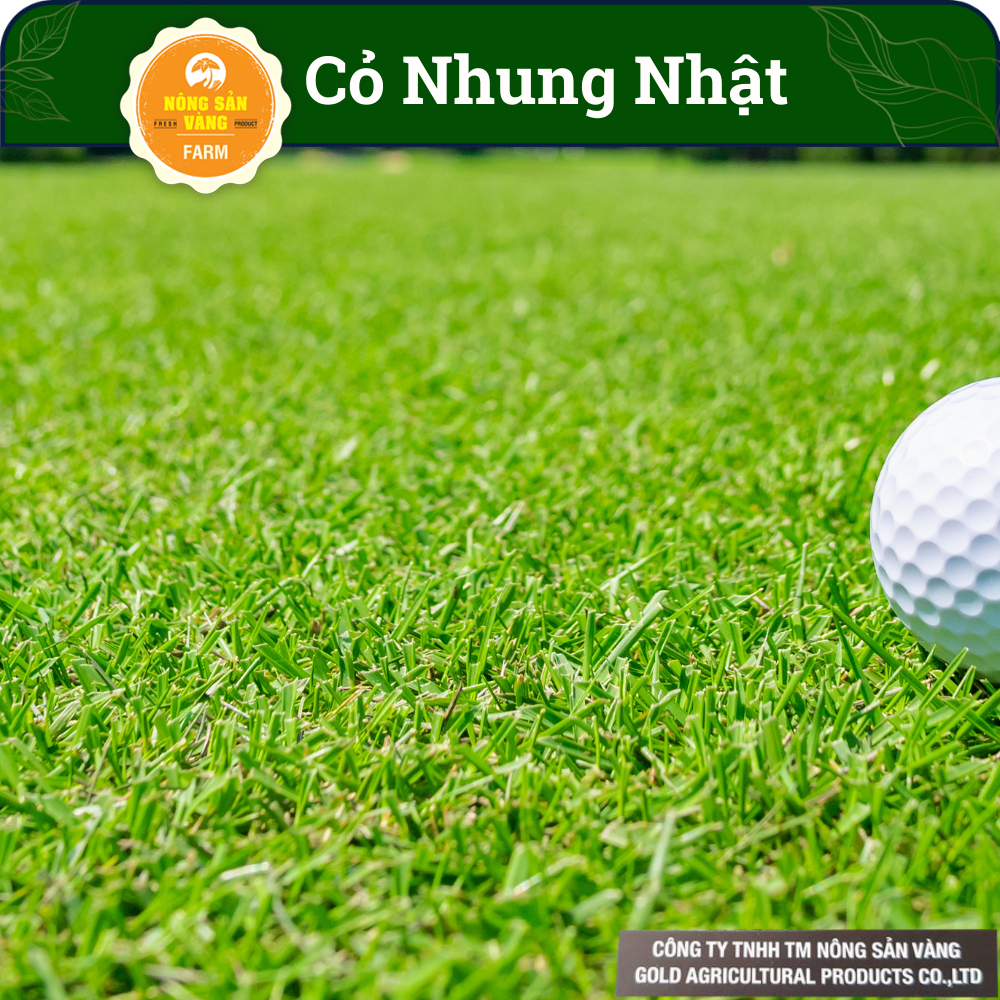 [HCM] Hạt Giống Cỏ Nhung Nhật Sử Dụng Trong Sân Golf, Sinh Trưởng Và Phát Triển Cực Kỳ Tốt (Gói 10gram) - Nông Sản Vàng