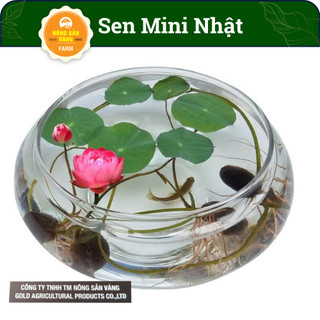 Hạt giống Hoa Sen Mini Nhật, Trồng Trong Chậu nuôi Cá, Phong Thủy Tuyệt Đẹp (Gói 10 Hạt, Màu Ngẫu Nhiên)- Nông Sản Vàng