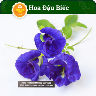 Hạt giống Hoa Đậu Biếc Đơn Là Một Loài Cây Leo, Sống Nhiều Năm, Thường Trồng Làm Hàng Rào (Gói 20 Hạt) - Nông Sản Vàng