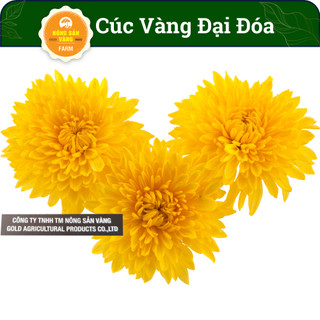Hạt giống Hoa Cúc Vàng Đại Đóa, Thấy Cúc Vàng Là Thấy Tết Về, Đông Đúc, Sum Vầy (Gói 100 Hạt) - Nông Sản Vàng