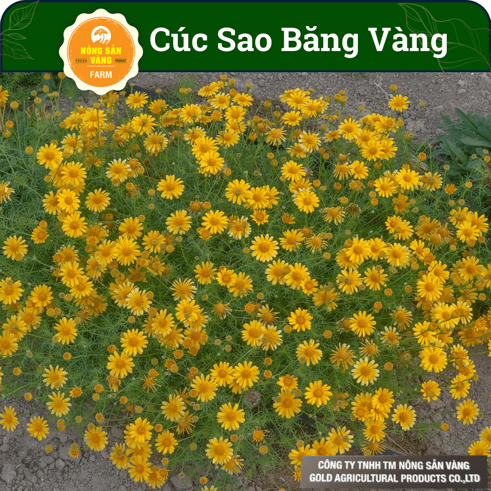 Hạt giống Hoa Cúc Sao Băng Vàng, Màu Sắc Rực Rỡ, Ưa Nắng, Dễ Chăm Sóc  - Nông Sản Vàng