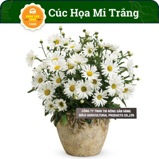 Hạt giống Hoa Cúc Họa Mi Trắng, Nảy Mầm Nhanh, Hoa Nở Lâu Tàn, Ít Sâu Bệnh (Gói 0.03 gram) - Nông Sản Vàng
