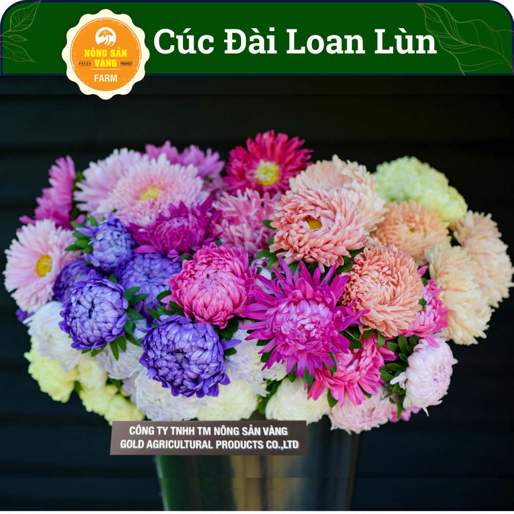 [HCM] Hoa Cúc Đài Loan Lùn Mix Màu, Hoa Đẹp Lâu Tàn (100 Hạt) - Nông Sản Vàng