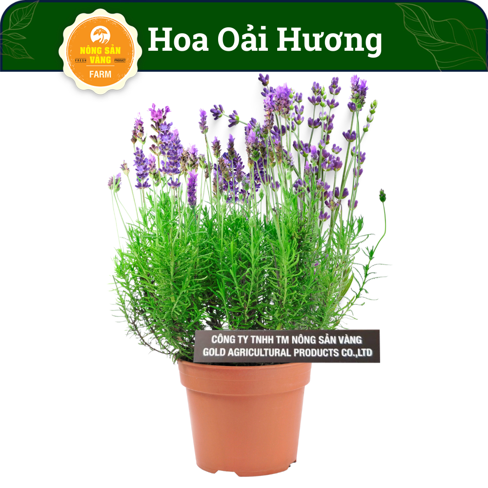 Hạt giống Hoa Oải Hương, Ưa Khí Hậu Mát Mẻ, Hoa Lâu Tàn Và Mùi Hương Rất Đặt Biệc (Gói 50 Hạt) - Nông Sản Vàng