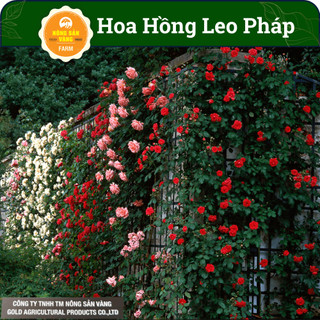 Hạt giống Hoa Hồng Pháp, oa Rất Thơm, Nhiều Bông Một Cụm, Ra Hoa Liên Tục, Mùi Hương Thơm (Gói 10 Hạt) - Nông Sản Vàng