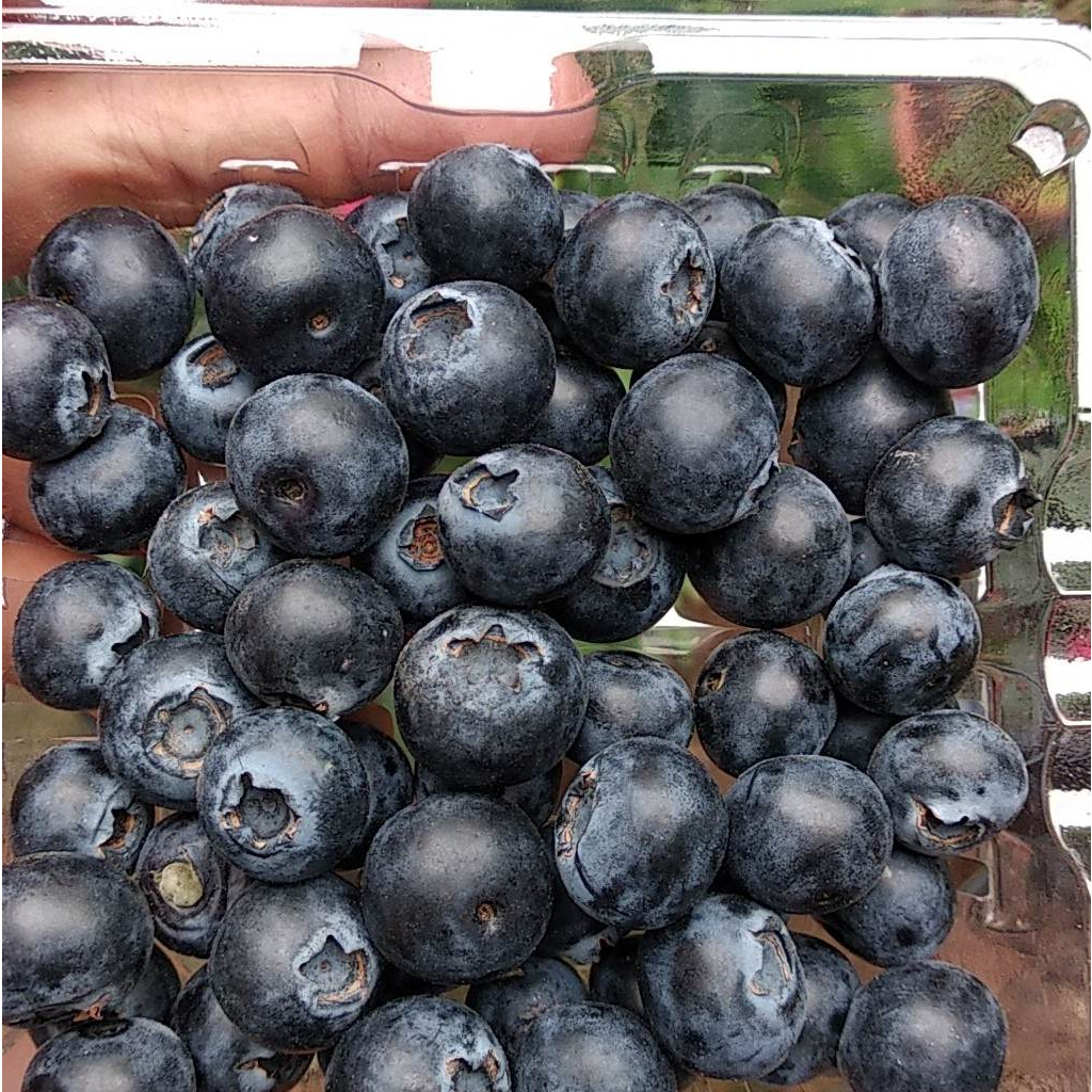 Việt quất tươi PERU hộp 125g