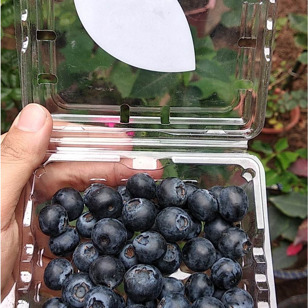 Việt quất tươi PERU hộp 125g