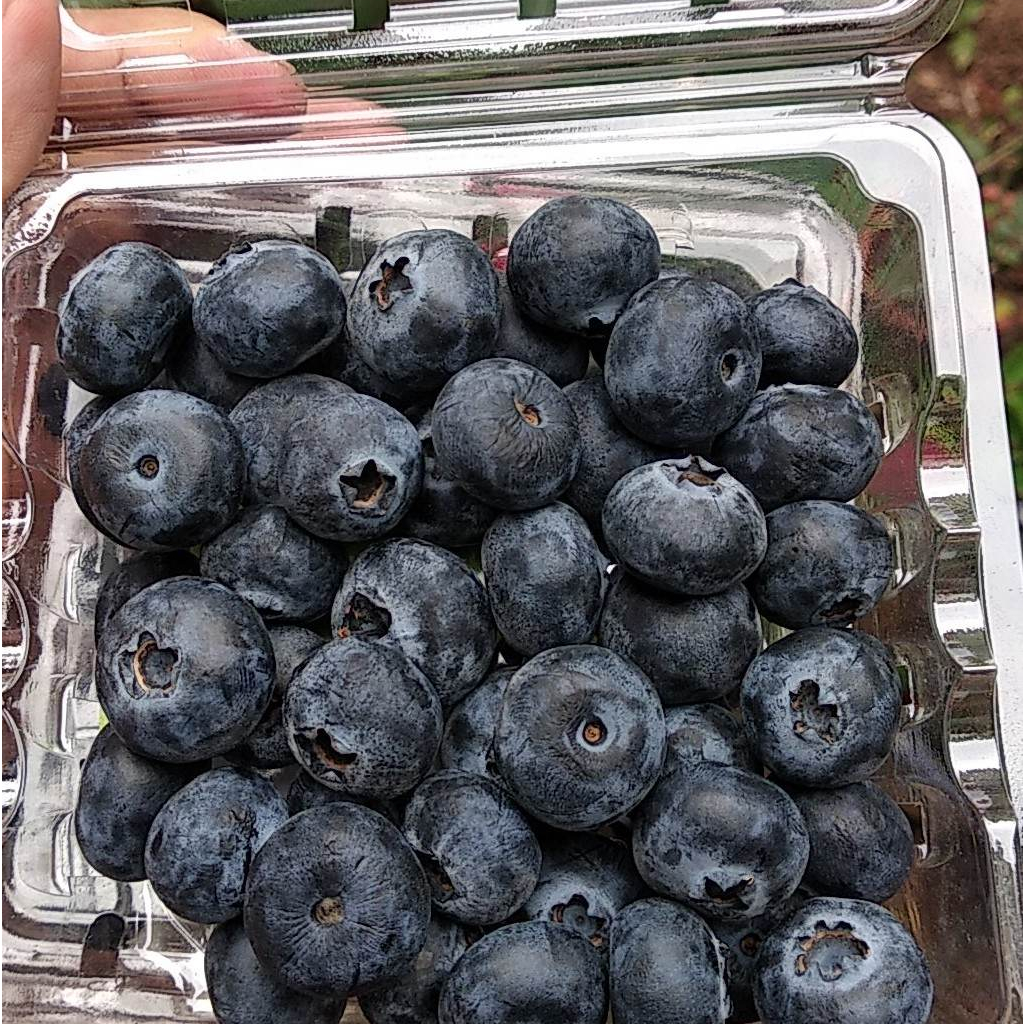 Việt quất tươi Peru 125g