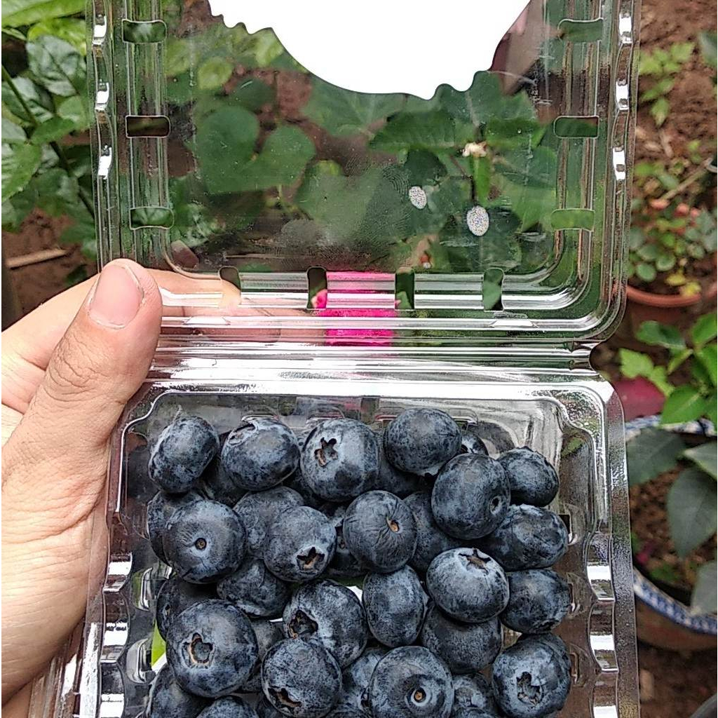 Việt quất tươi Peru 125g