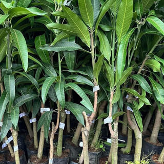 Cây giống xoài Úc siêu trái, cây ghép