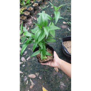 Cây Bìm Bịp (hay còn gọi là cây Xương Khỉ)