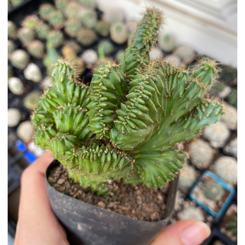 Xương rồng trụ nến đột biến crest.Ảnh thật tại vườn, size chậu 7cm.Cây cao gần 10cm.