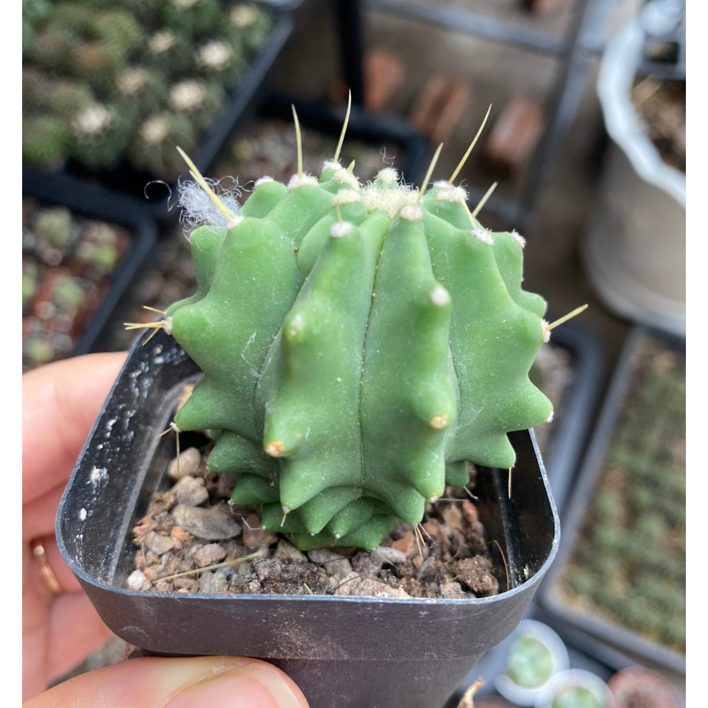 Xương rồng Fero không gai hoa vàng,cây trưởng thành tự rụng gai.Size chậu 5cm cây nhỏ.Ảnh cuối là mặt hoa.