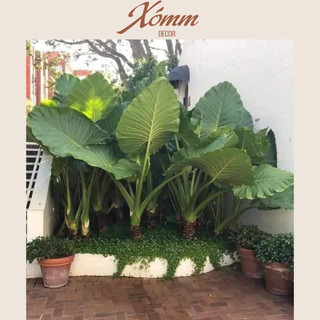 Cây ráy, củ ráy voi trang trí decor sân vườn, quán cafe