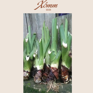 Cây ráy, củ ráy voi trang trí decor sân vườn, quán cafe